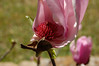 Brian Dusablon > Tulip Tree >  DSC_0049