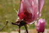 Brian Dusablon > Tulip Tree >  DSC_0050