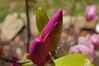 Brian Dusablon > Tulip Tree >  DSC_0051