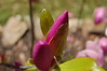 Brian Dusablon > Tulip Tree >  DSC_0052