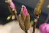 Brian Dusablon > Tulip Tree >  DSC_0053