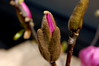 Brian Dusablon > Tulip Tree >  DSC_0053_2