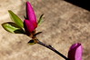 Brian Dusablon > Tulip Tree >  DSC_0054