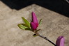 Brian Dusablon > Tulip Tree >  DSC_0055