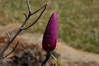 Brian Dusablon > Tulip Tree >  DSC_0058