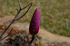 Brian Dusablon > Tulip Tree >  DSC_0059