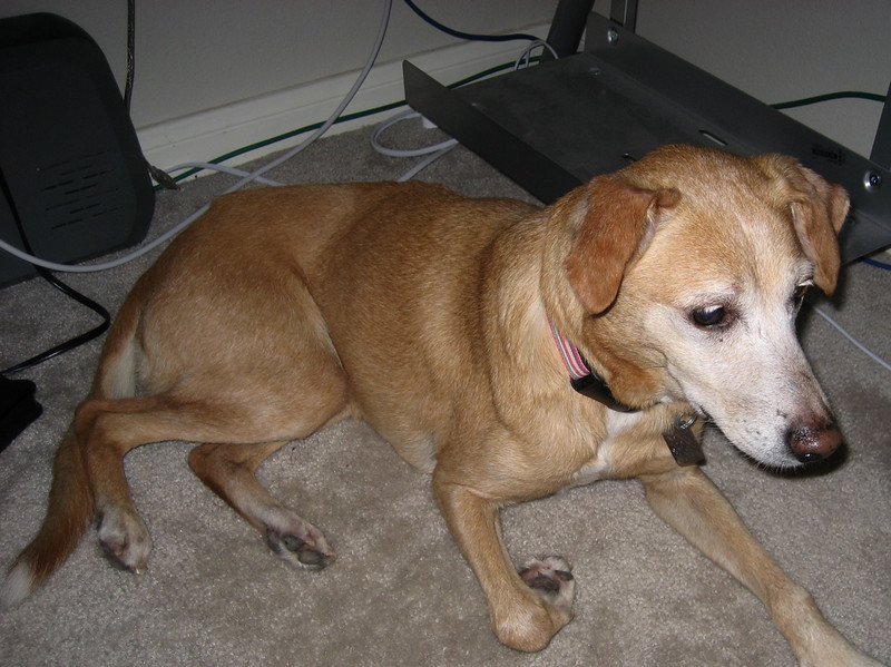 Brian Dusablon > Cassi the Dog >  IMG_0421