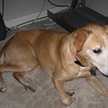 Brian Dusablon > Cassi the Dog >  IMG_0421