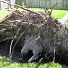 Brian Dusablon > Hurricane Ike >  IMG_0607